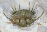 Spiny Cyphaspides Trilobite - Jorf, Morocco #179900-6